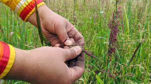 Naturally organic wild rice grown in northern minnesota and harvested by the white earth nation. Timeline Wild Rice Regulations In Minnesota Mpr News