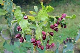 Usda zone 11, but does well in a container protected from frost. Brazilian Pricklypear Brasiliopuntia Brasiliensis Garden Org