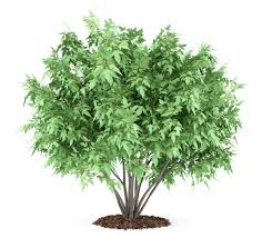 Others, like the bright white natchez crape myrtle, will grow a little taller but with spring pruning can be kept more compact if necessary, for a smaller space. Small Urban Garden Trees What Trees Will Grow In A Small Space