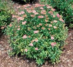 Image result for Spiraea bumalda