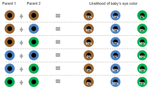 the likelihood of a babys eye colour based on their