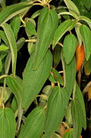 Image result for Dissotis princeps