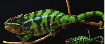 Maybe you would like to learn more about one of these? Color Chameleon Multicolor Gif Find On Gifer