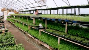 Farming & city island for android. Organic Agriculture In The City Of Toronto Fresh City Farms Youtube