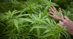 Contrario a muchos de sus representantes en el parlamento, andrés manuel lópez obrador. Dia Mundial De La Marihuana Por Que Se Celebra Hoy 20 De Abril
