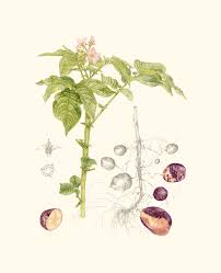 Image result for Solanum tuberosum