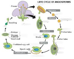 Check spelling or type a new query. Angiosperm Flowing Plant Life Cycle Diagram Quizlet