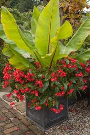 Image result for Ensete ventricosum