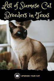 Whether you want to adopt a playmate or a snuggle buddy, the cats and kittens for adoption from cat are ready to join your family. Siamese Cat Breeders In Texas Find Kittens For Sale Upgrade Your Cat