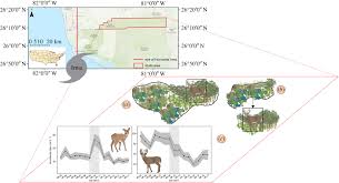 Check spelling or type a new query. Deer Movement And Resource Selection During Hurricane Irma Implications For Extreme Climatic Events And Wildlife Proceedings Of The Royal Society B Biological Sciences