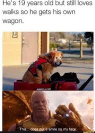 He S 19 Years Old But Still Loves Walks So He Gets His Own Wagon Ifunny Animal Memes Cute Funny Animals Cute Animals
