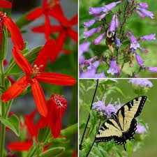 Image result for Cardiopteridaceae