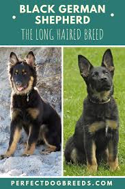 Black short haired german shepherd. Black Long Haired German Shepherd Long Haired German Shepherd Black German Shepherd German Shepherd