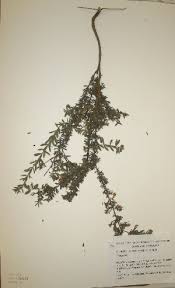 Image result for Crotalaria bernieri