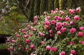 For instance, some climbing roses are far too tall for pillars or arches and should be grown into trees instead. Rosa Pretty In Pink Eden Climbing Rose