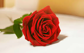 When you're looking for flowers to give your loved one, roses are probably the first to come to mind. Valentine S Day Roses Wallpapers Top Free Valentine S Day Roses Backgrounds Wallpaperaccess