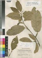 Image result for Lindackeria bukobensis