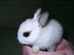 Cute Bunnies For Sale Thread Cute Lion Head Baby Bunnies For Sale Cute Baby Bunnies Baby Animals Cute Baby Animals