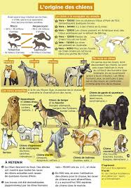 Epingle Par Sophie Marinne Sur Fiches Chien Animaux Races De Chiens