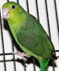 Pacific Parrotlet Mutations Little Loves Parrotlets