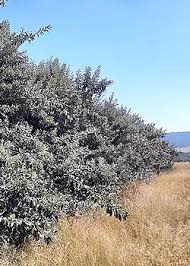 Image result for Brachylaena discolor