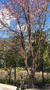 Image result for Prunus cerasoides
