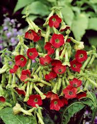 Image result for Nicotiana