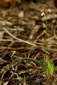 Image result for Oeceoclades