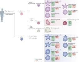 Go through this article to understand the easy steps on how to make such a model. Human Organoids Model Systems For Human Biology And Medicine Nature Reviews Molecular Cell Biology