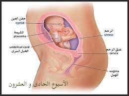 مراحل تطور الحمل أسبوعيا بالصور 22 Semanas De Embarazo 21 Semanas De Embarazo Desarrollo Fetal