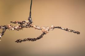 Image result for Crepidomanes inopinatum