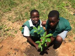 All of these tree plantation background resources are for free download on pngtree. Tree Planting Season Shade Already Children In The Wilderness