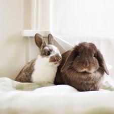 Say Cheese Hazel Cute Baby Animals Cute Bunny Cute Creatures