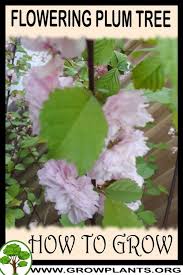 We did not find results for: Flowering Plum Tree How To Grow Care