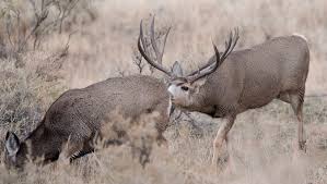 the science behind the mule deer rut gohunt