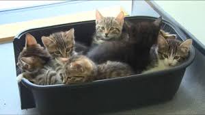 Port orange, florida location cat automat. Jacksonville Pop Up Cat Cafe Offers Coffee Cats Up For Adoption