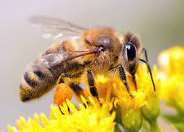 Die #honigbiene (siehe bilder) ist wohl die bekannteste art. Weltbienentag Rettet Die Bienen