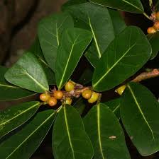 Image result for Ficus craterostoma