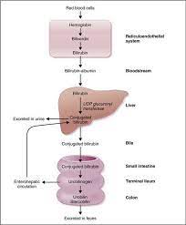 Liver Physiology Gastrointestinal Physiology Physiology 5th Ed