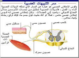 يسرنا أن نضع بين أيديكم و تحت تصرفكم درس مقر معالجة الرسالة العصبية في مادة علوم الطبيعة و الحياة للسنة الرابعة. Ø¯Ø±Ø³ Ø¯ÙˆØ± Ø§Ù„Ø±Ø³Ø§Ù„Ø© Ø§Ù„Ø¹ØµØ¨ÙŠØ© ÙÙŠ Ø§Ù„Ø­Ø±ÙƒØ© ÙÙŠ Ø§Ù„Ø¹Ù„ÙˆÙ… Ø§Ù„Ø·Ø¨ÙŠØ¹ÙŠØ© Ù„Ù„Ø³Ù†Ø© Ø§Ù„Ø±Ø§Ø¨Ø¹Ø© Ù…ØªÙˆØ³Ø· Ù…Ù†ØªØ¯ÙŠØ§Øª Ø§Ù„ØªØ¹Ù„ÙŠÙ… Ù†Øª