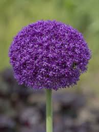 Flowering bulbs are similar in nature. Allium Bulbs For Sale Ambassador Gold Medal Winning Harts Nursery