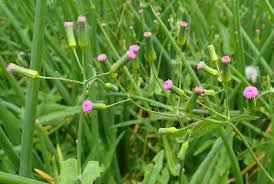 Image result for Emilia discifolia