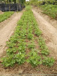 Lalu, buat bedengan agar air tidak tergenang. Cara Tanam Kacang Tanah Tanpa Guna Racun Serangga Tapi Hasil Banyak Impiana