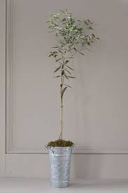 Arbequina Olive Tree Galvanized Pot In 2020 Arbequina Olive Tree Potted Olive Tree Olive Tree Care