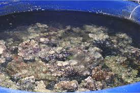 Maybe you would like to learn more about one of these? Selecting Live Rock Pacific East Aquaculture
