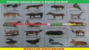 Domestics Animals Names In English And Hindi Domestic Animals Names In 2020 Animals Name In English Animals Name List Animals