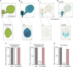Small molecules and heat treatments reverse vernalization via epigenetic  modification in Arabidopsis | Communications Biology