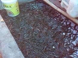 Jenis makanan yang biasa digunakan adalah siput, cacing dan berudu atau beberapa serangga kecil yang telah dicincang. Cara Memelihara Belut Dari Bibit Hingga Dewasa Yang Baik Dan Benar