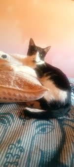 Leonsur Digital El periódico digital del Sur leonés