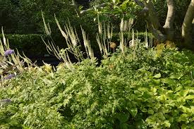 Image result for Bambekea racemosa